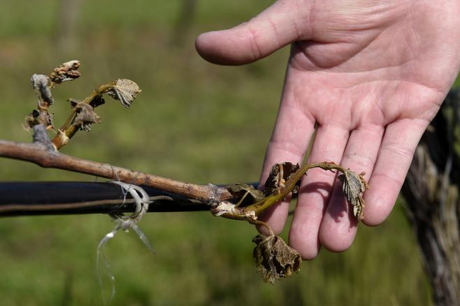 Spring frost destroyed a significant amount of the future harvest.