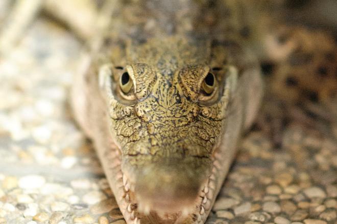 Philippine crocodile in Vivarium of Slovak Agriculture University in Nitra