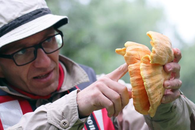 Martin Kanovský, the healthy lifestyle advisor from Nová Ves nad Váhom prefers mushrooms growing on wood. 
