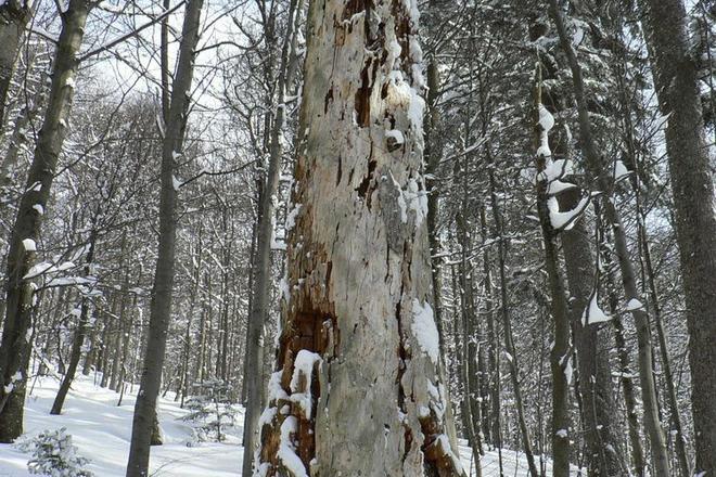 The Carpathian primeval beech forests