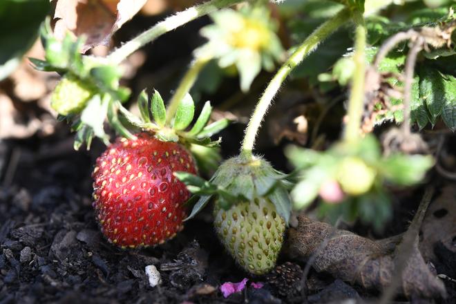 November strawberries