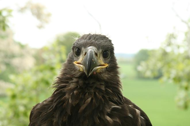 Just 15 to 20 pairs of the white-tailed eagle nest in Slovakia