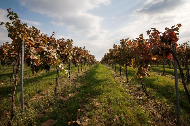 Vineyard, illustrative stock photo