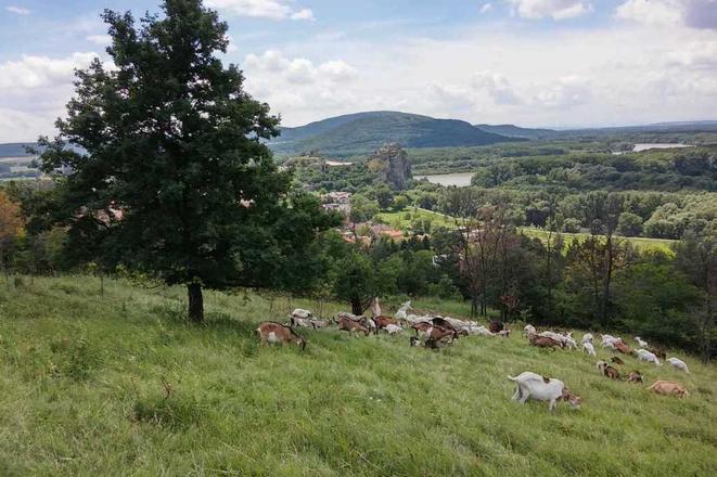 Restored pasture in Devínska Kobyla