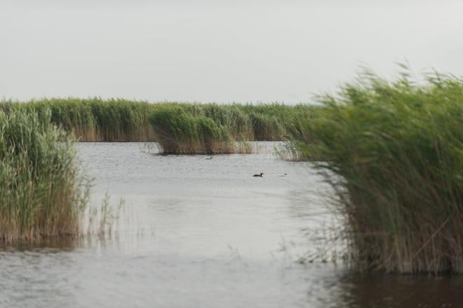 Lake Neusiedl 