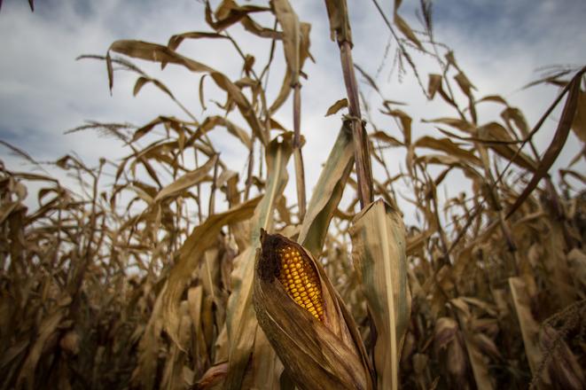 The genetically modified maize