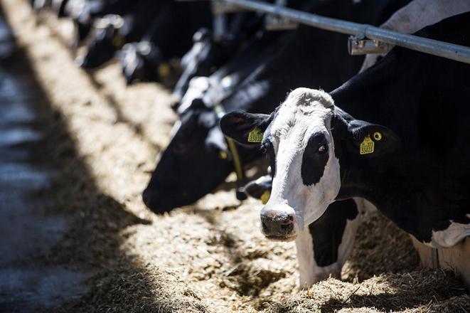 Cows at the farm in Bzovík are equipped with sensors monitoring their condition.
