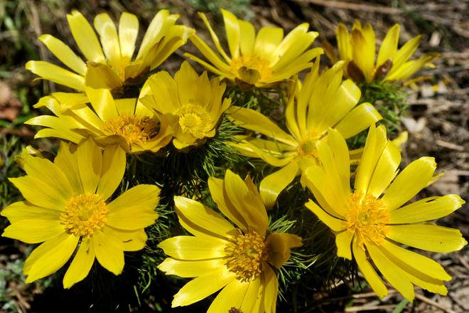 The pheasant’s eye (Adonis vernalis) begins to blossom on Devínska Kobyla hill. 