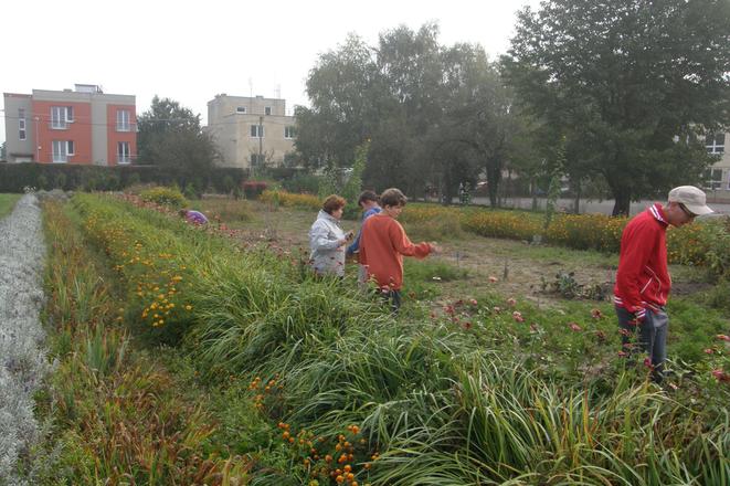 Natural garden in Trenčín