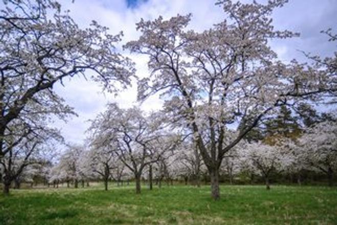 Cherry orchard in bloom, illustrative stock photo.