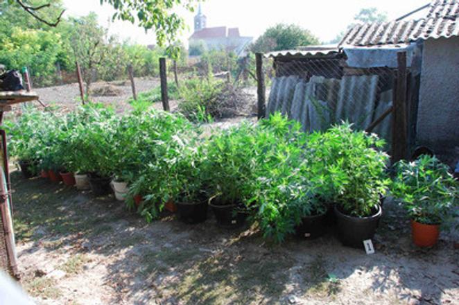 Marijuana plantation in southern Slovakia, illustrative stock photo