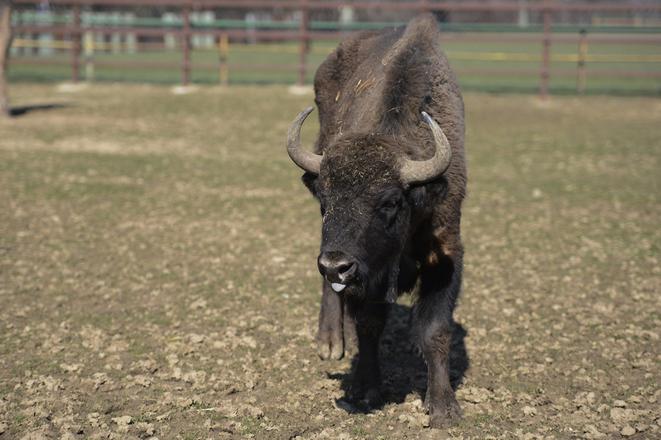 European bison - illustrative stock photo
