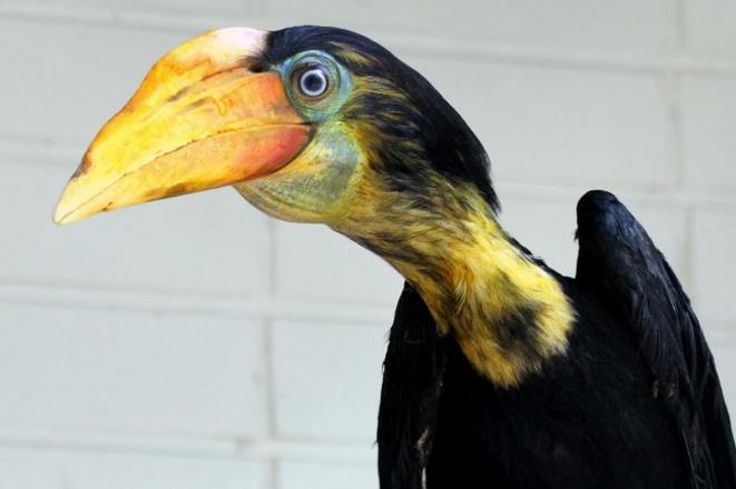 Wrinkled hornbill