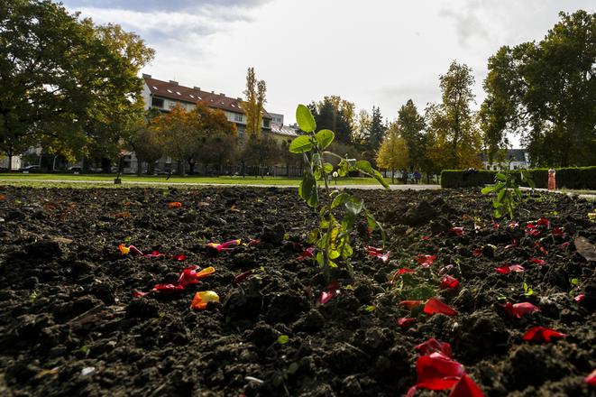 A rose planted in the Presidential Palace's garden.