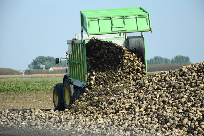 Slovak beet growers and two sugar refineries produced almost 160,000 tonnes of sugar in 2019.   