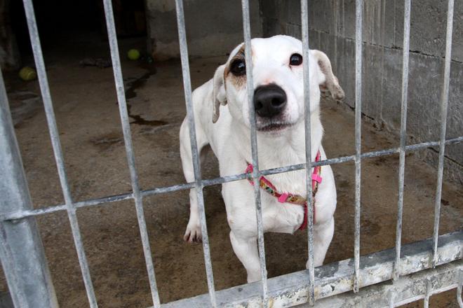 The SNS and the Sloboda zvierat animal welfare organisation have come up with a proposal to ban the chaining of dogs