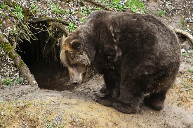 Brown Bear in the Košice Zoo.