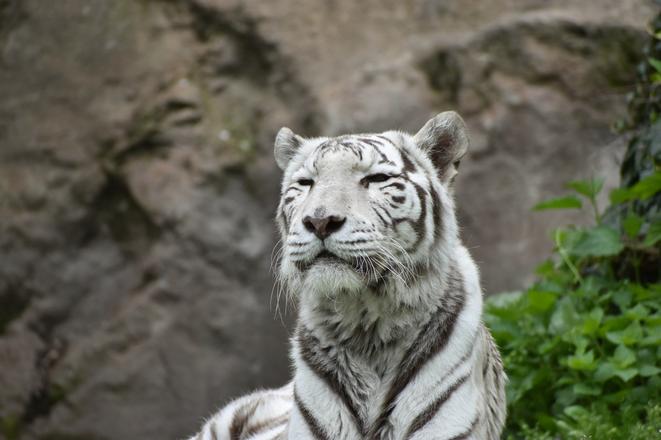 Shilang the white tiger.