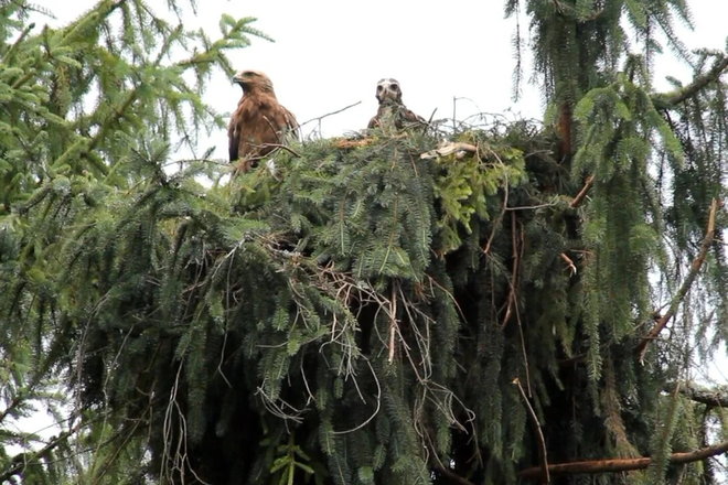 Anička the eagle with her chick.