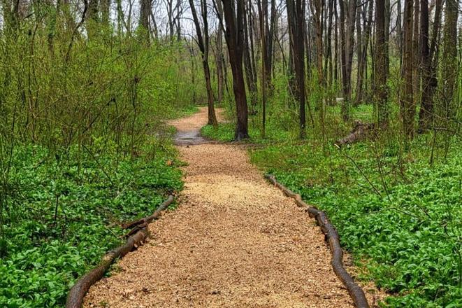Revamped trail in Petržalka surfaced with wood chips.