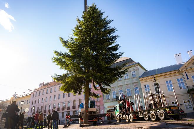 V centre Košíc osadili vianočný stromček, je ním jedľa biela