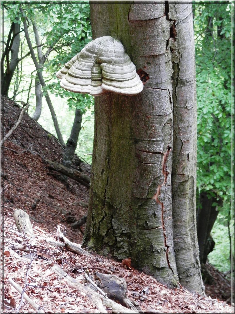 Obrovské cudzopasné huby