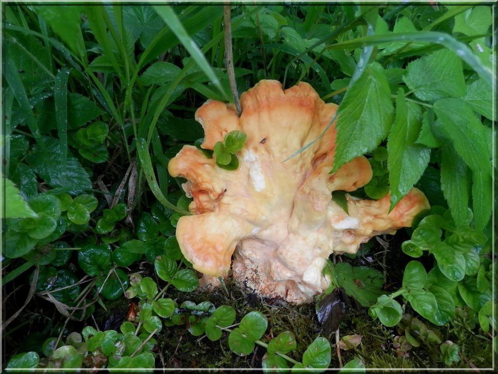 V hore sa mi zapáčila táto huba, doniesol som ju domov a na druhý deň boli chutné rezne