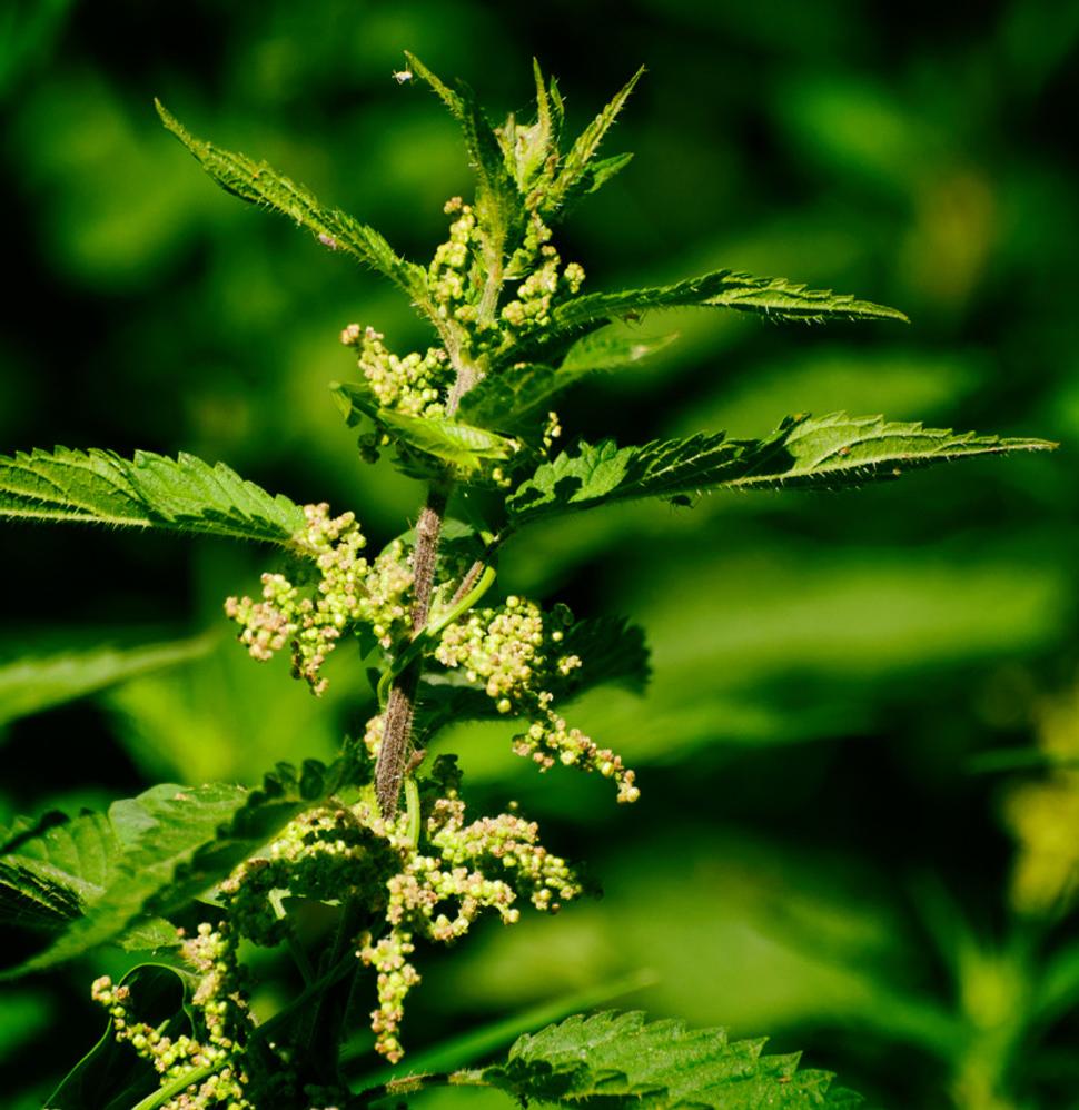 Pŕhľava dvojdomá (Urtica dioica)