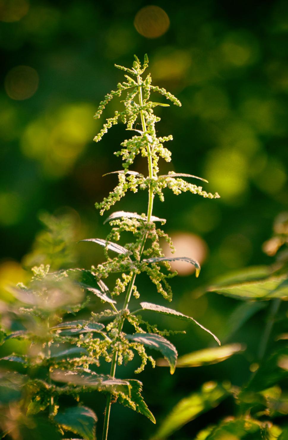 Pŕhľava dvojdomá (Urtica dioica)