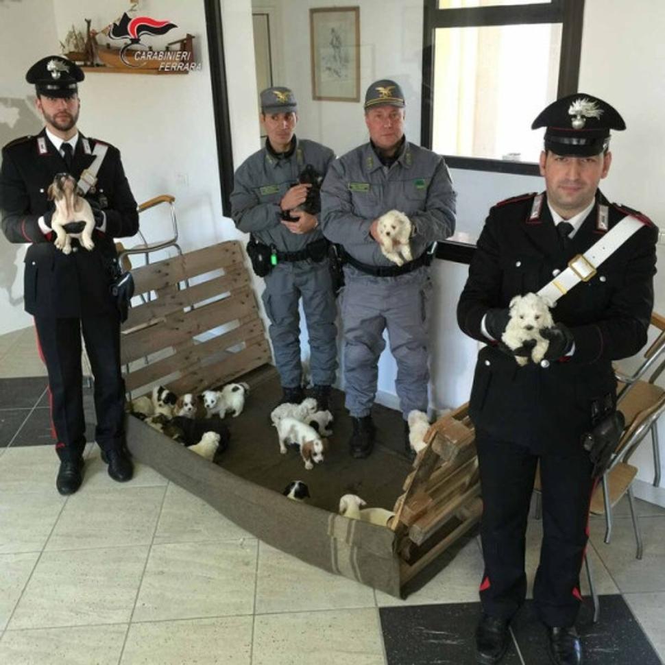 Transport šteniatok zo Slovenska zadržala polícia v Taliansku.