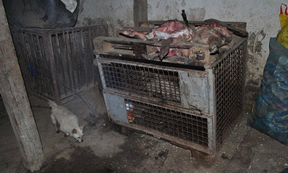 Takto pán veterinár skladoval týždeň mäso. Krv kvapkala rovno na psíkov v klietke pod ním. Policajti doteraz mlčia.
