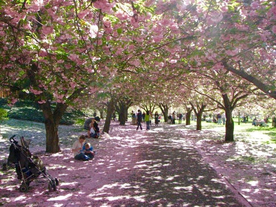 Brooklyn Botanic Garden