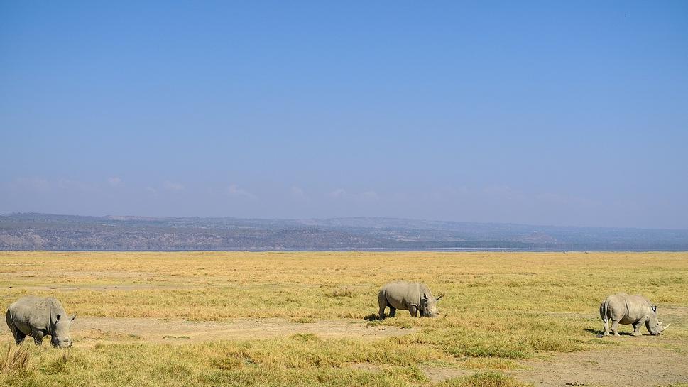 A máme tu všetkých 3 krásavcov. Nosorožec biely. NP Lake Nakuru, Keňa.