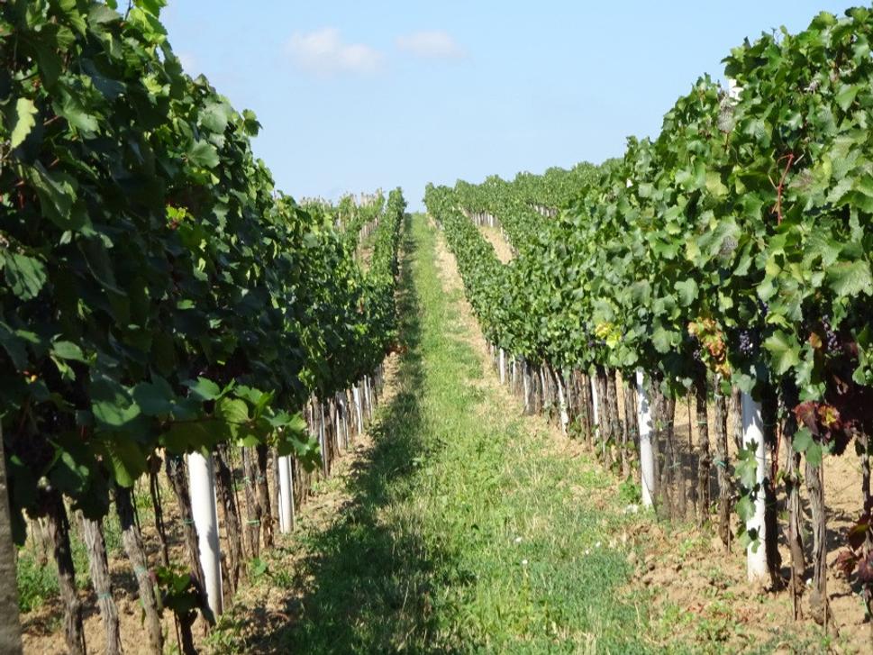 Pohľad na vinice nám kompenzuje našu námahu v letnej horúčave