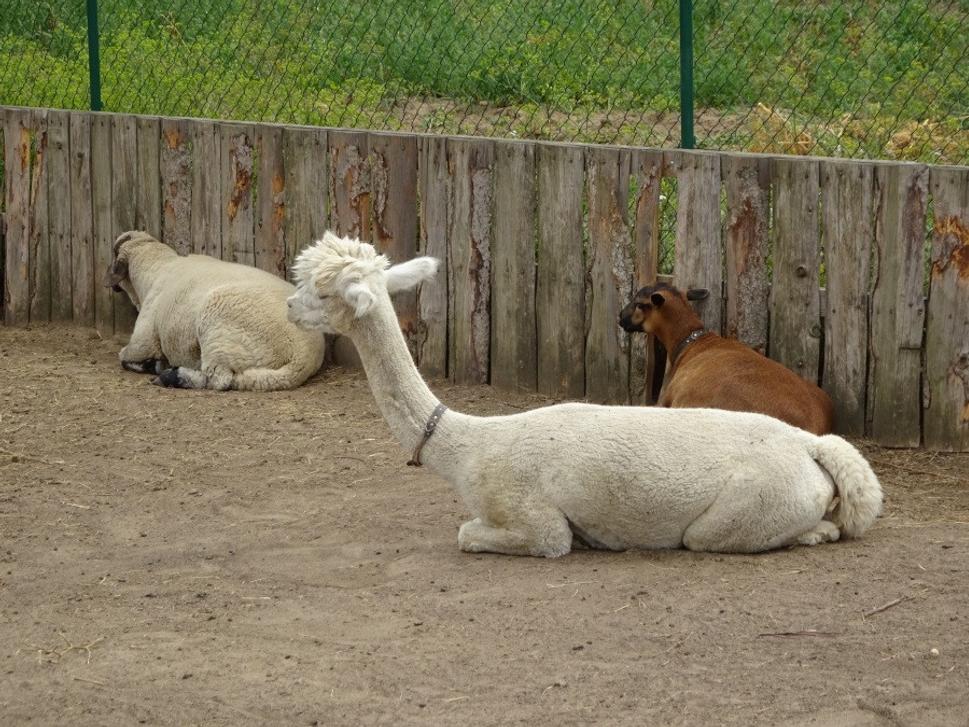 Mini ZOO v Moravskej Novej Vsi