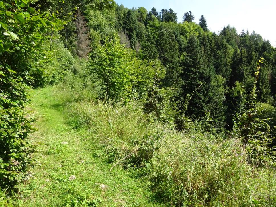 Pokračujem
