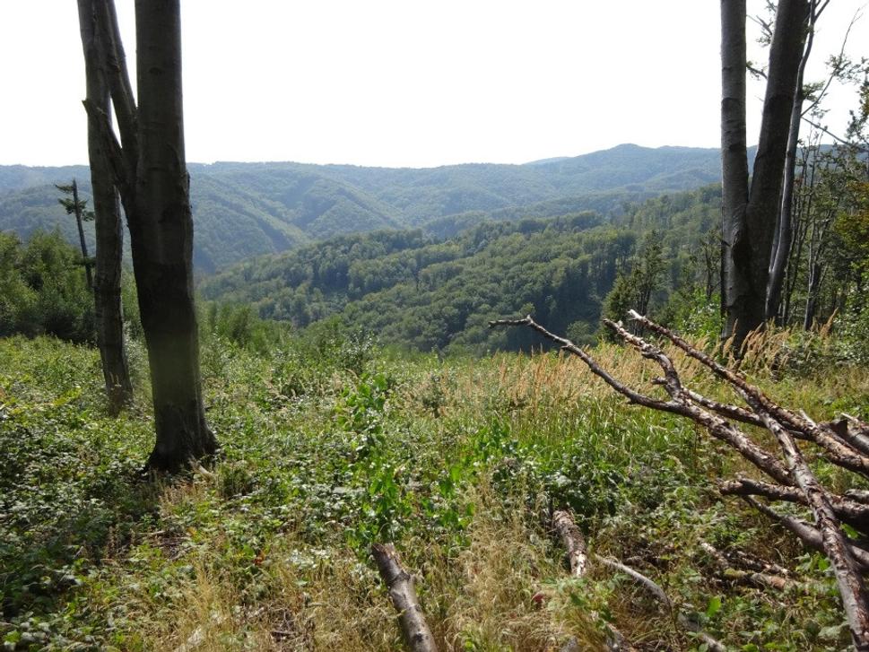 Čergov