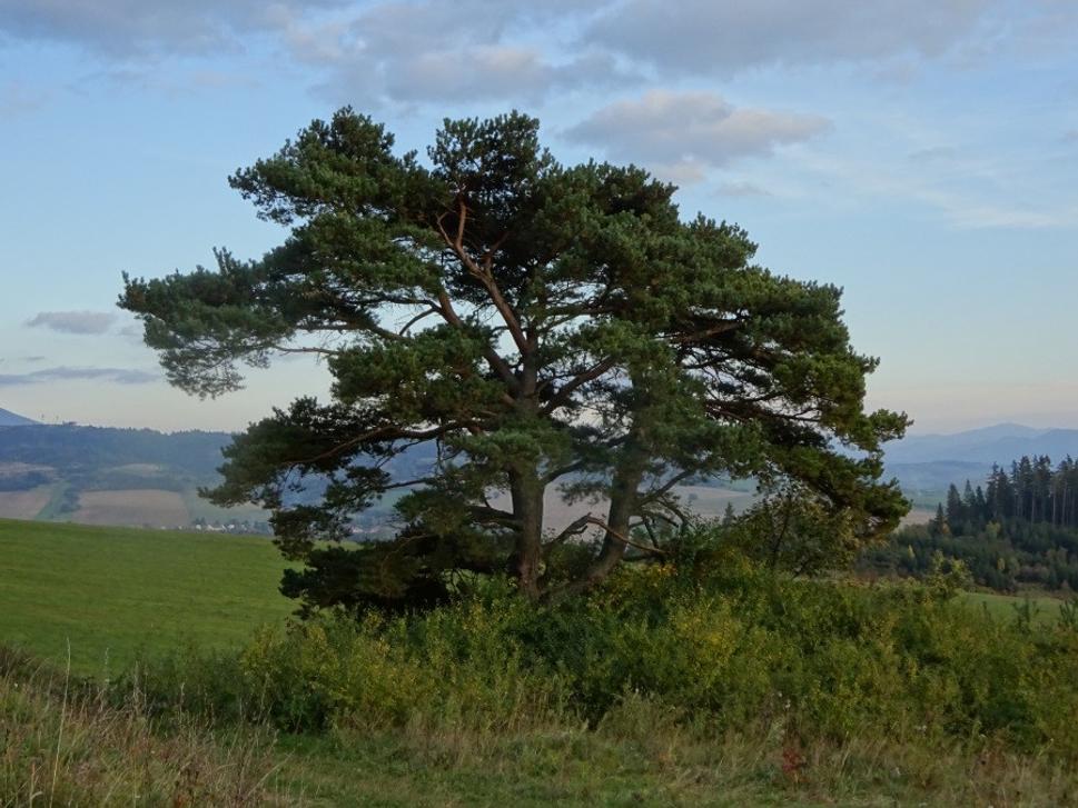 Obrázok blogu