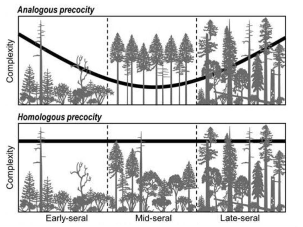 Obr. 2 Pri prirodzenom vývoji kalamity sú skoré sukcesné štádiá charakteristické vysokou mierou heterogenity (zdroj Donato et al. 2012).