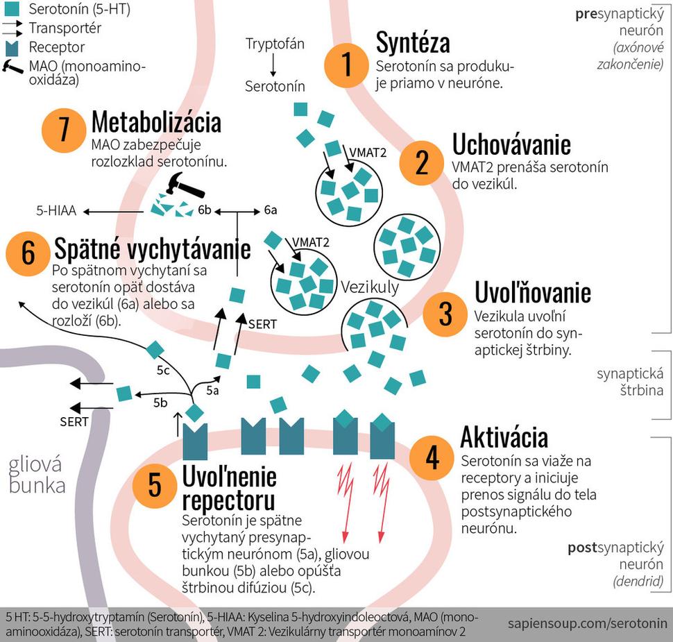 Signalizácia v chemických synapsách