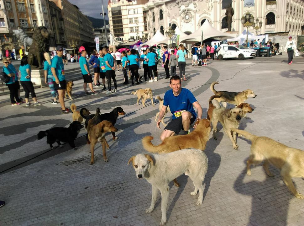 V Skopje stretnete veľa potulných psov. Sú však registrované a kastrované. Pokiaľ nie sú agresívne, nechávajú ich behať.
