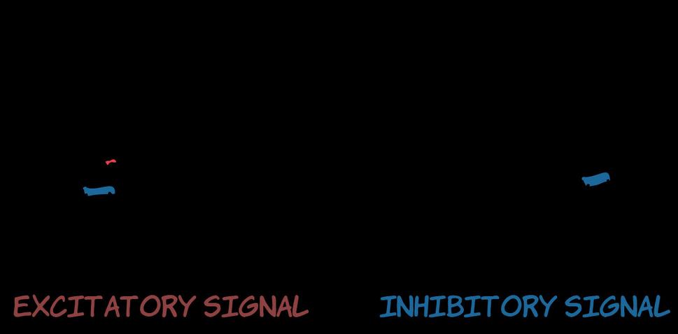 EXCITAČNÝ SIGNÁL - INHIBIČNÝ SIGNÁL
