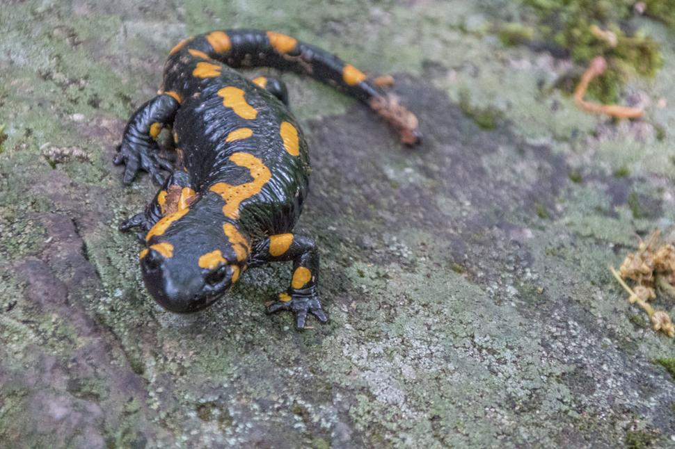 Salamandra z Malého Griča