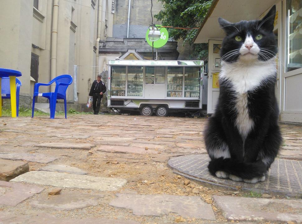Kocúr Felix na Vasiljevskom ostrove