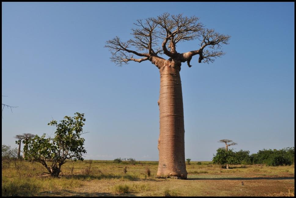 Voľne stojací baobab je na pohľad fascinujúci