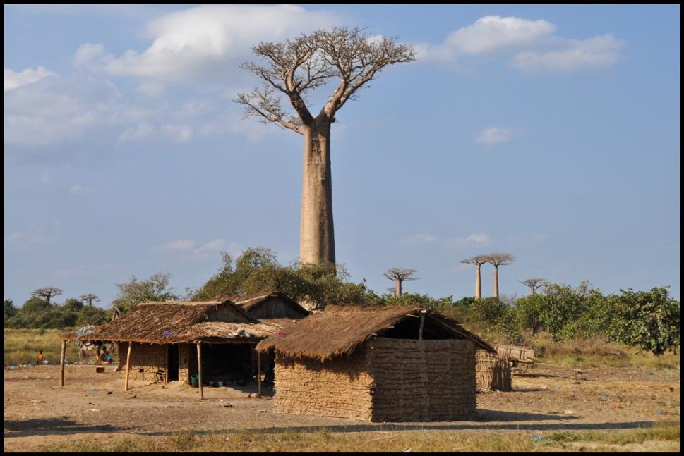 Pod baobabom