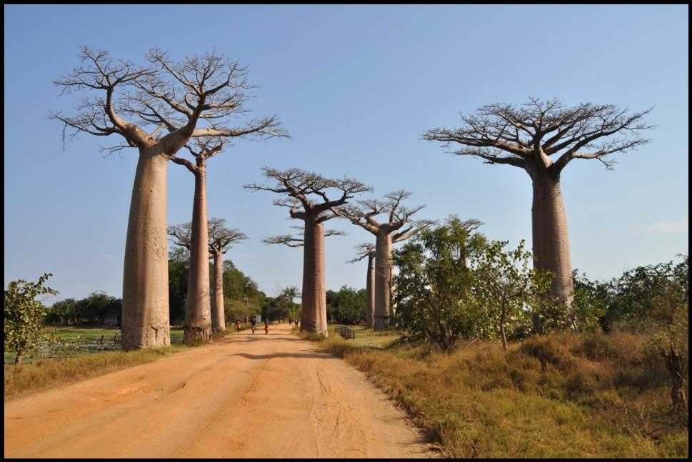 Rozprávka z Madagaskaru