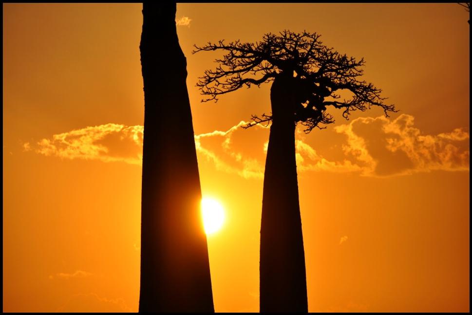 Slnko, baobaby, Afrika