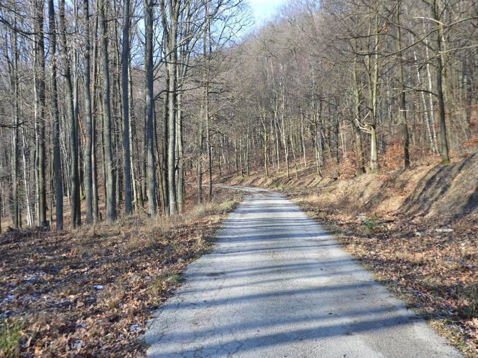 lesná cesta
