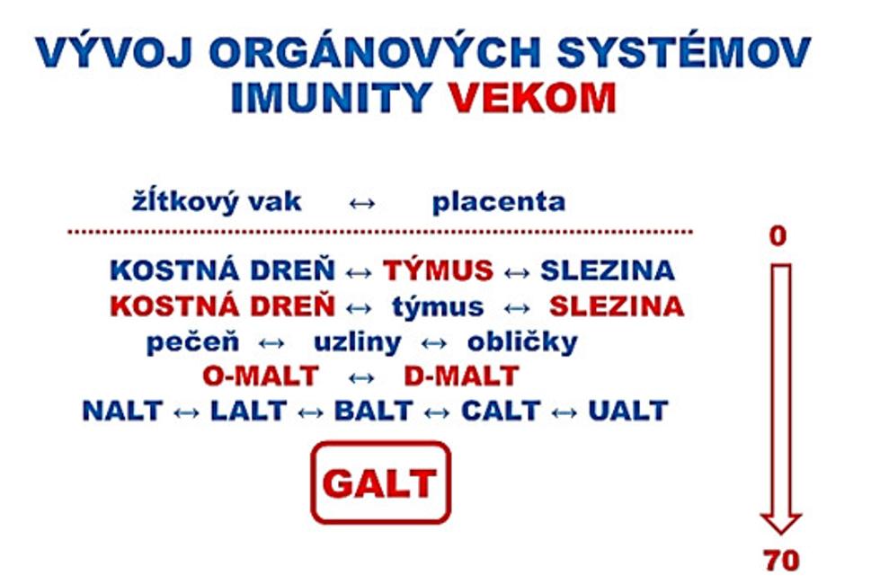 Obr. 4: Postupnosť vývoja hlavných orgánov imunity (týmus a kostná dreň) a vedľajších (lymfatické uzliny, slezina, mandle, appendix, pečeň, obličky a hlavne slizničné imunitné systémy O-MALT, D-MALT, ktorým dominuje črevný slizničný systém GALT, t. j. Gut Associated Lymphatic Tissue, NALT je nosový, LALT hrtanový, BALT prieduškový, CALT očný, UALT močový a pohlavný)